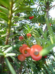 s_P1010146.jpg