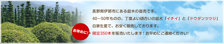 長野県伊那市にある庭木の直売です。30年ものの、丁度よい頃合いの庭木「イチイ」と「ドウダンツツジ」自家生産で、お安く販売しております。限定350本を販売いたします!中国・韓国では縁起物として人気です。お早めにご連絡ください!